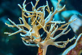 Image result for Scleria xerophila