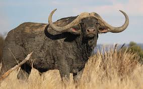 Alibaba.com offers 6,576 price of cows products. Why Is This Buffalo Worth 8 5 Million