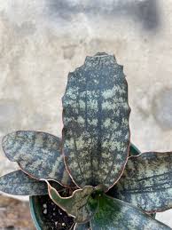 Image result for Kraussia kirkii