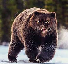 Someone Imagines What Everything Would Look Like If It Had A Cat S Face And The Result Is Funny Yet Disturbing Cats Cat Face Animals