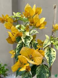 Buy Yellow Fantasy Bougainvillea | Peppyflora®