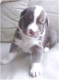 For black german shepherd lovers. German Shepherd Puppies For Sale Near Rochester Ny
