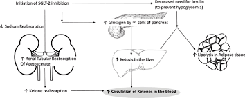 In a person without diabetes, the hormones insulin and glucagon work together to tightly regulate blood sugar levels. Diabetic Ketoacidosis In Patients With Type 2 Diabetes On Sodium Glucose Cotransporter 2 Inhibitors A Case Series Bentham Science