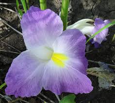 Image result for Siphonochilus longitubus