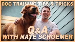 Dog Training Tips And Tricks Q A With Professional Dog Trainer Nate Schoemer Part 1 Youtube