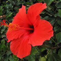 Image result for Hibiscus barbosae