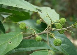 Image result for Achariaceae