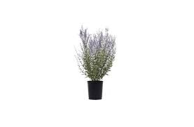 Maybe you would like to learn more about one of these? Steal This Look A French Country Cottage Garden For A Parisian Transplant Gardenista