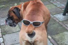 Two Headed Bulldog Funny Animals Cats Dogs Monkeys And Such Funny Dogs Funny Dog Pictures Funny Animals
