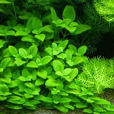 Image result for Limnophila crassifolia