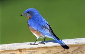 Birds That Start With A P Tips To Attract Bluebirds Birds Blooms Blue Bird How To Attract Birds Bird Houses