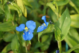 Image result for Commelina reptans