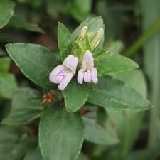 Image result for Hygrophila okavangensis