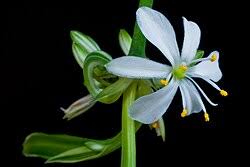 Image result for Chlorophytum angustissimum