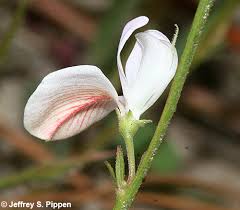 Image result for Tephrosia praecana