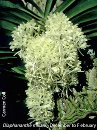 Image result for Diaphananthe