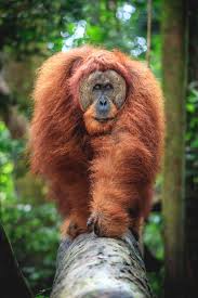 Lifestyle Big Boy By Lan Plant Orangutan Endangered Animals Animals Beautiful