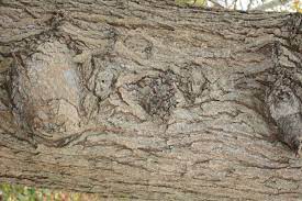 Verzweigt erst hoch über boden. Ulme Bund Naturschutz In Bayern E V