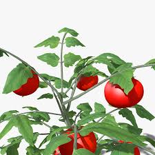 Tomato Plant 3d Model 20 Max Fbx Dae Blend Obj 3ds Free3d 28 tomato 3d models for purchase. tomato plant 3d model 20 max fbx
