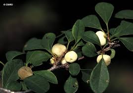 Image result for Flueggea