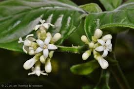 Image result for Psychotria vogeliana