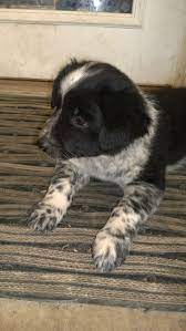 My Baby Girl Shaggy She Is Blue Heeler And Black Lab Mix She Is A Pistol Blue Heeler Puppies Lab Mix Puppies Heeler Puppies