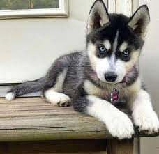 French toast boys husky relaxed fit pleated flat front pant. Some Of The Things I Love About The Athletic Siberian Husky Puppy Siberianhuskyphilippines Huskeyinstragram Siberia Puppies Cute Husky Puppies Cute Puppies