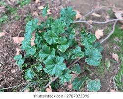Image result for Malva verticillata