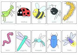 1) a ladybird might eat more than 5,000 insects in its lifetime! Which Bug Is Buggin You Insects Theme Preschool Insects Preschool Insects Theme