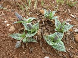 Image result for Ledebouria luteola