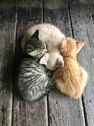 Bella Montreal Insta Bella Montreal Pinterest Weheartit Bella4549 Black White Pretty Cat Cuddles Cute P Baby Animals Kittens Cutest Kittens
