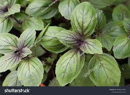 Image result for Ocimum