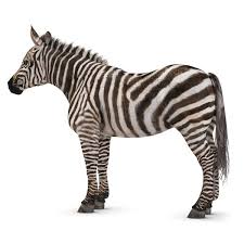 Zebra 3d Model Zebra 3d Model Model