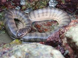 10 Rarest Snakes In The World Poisonous Snakes Sea Snake Adder Snake