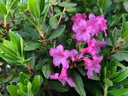 Image result for Monadenium hirsutum