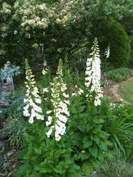 Maybe you would like to learn more about one of these? White Foxglove Dry Shade Garden On Pinterest Shades Geraniums And Perennials Shade Garden Plants Shade Garden Shade Plants