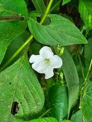 Image result for Asystasia malawiana