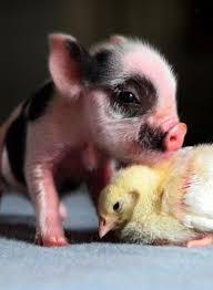 Pin On Pigs