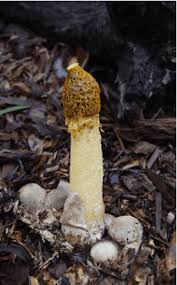 Image result for Panicum pectinellum