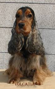 Check spelling or type a new query. Sable Cocker Cocker Spaniel Dog Breeds English Cocker Spaniel