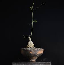 Image result for Kedrostis leloja