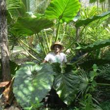 Philodendron Giganteum Nse Tropicals In 2020 Philodendron Giganteum Tropical Garden Plants