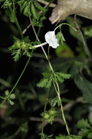 Image result for Ipomoea coptica