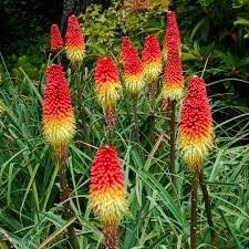 Image result for Kniphofia