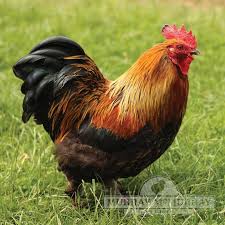 I got some giant black cochins from a feed store. Murray Mcmurray Hatchery Partridge Cochin Bantam