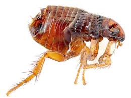 Penyakit berjangkit dan tidak berjangkit nama ahli kumpulan: Tikus Apa Yang Berbahaya Bagi Manusia Dan Pembawa Penyakitnya