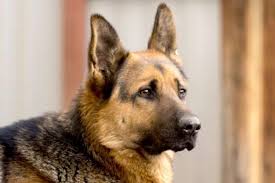 Maybe you would like to learn more about one of these? What Do German Shepherds Eat These 34 Things To Enrich Their Diet Anything German Shepherd