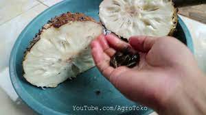 Durian belanda/sayur/selat rasa masam manis. Cara Menanam Sirsak Dari Biji Lalu Disemai Youtube