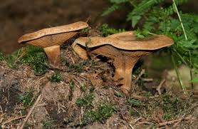 Image result for Paxillus panuoides