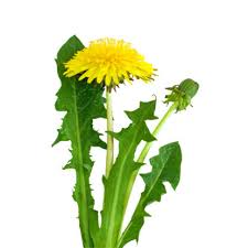 Löwenzahn ist mit seinen strahlend gelben blüten nicht nur schön, sondern auch essbar und sehr löwenzahn (taraxacum officinale) gehört zur familie der korbblütler. Lowenzahn Lowenzahnblatter Lebensmittel Warenkunde